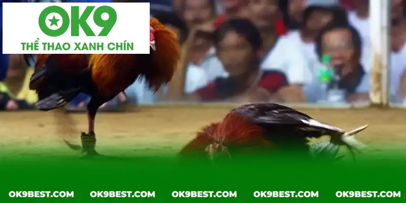Các đội luôn nỗ lực để giành chiến thắng nhanh nhất Các đội luôn nỗ lực để giành chiến thắng nhanh nhất