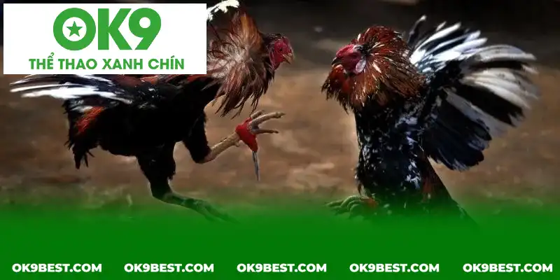 Các trận dù lớn hay nhỏ đều phải tuân thủ quy định chung Các trận dù lớn hay nhỏ đều phải tuân thủ quy định chung
