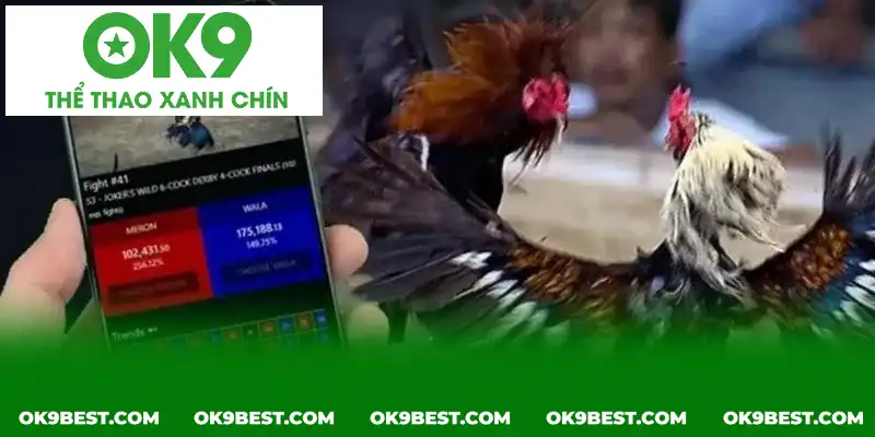 Để tăng khả năng thắng cược, bạn cần trau dồi thêm nhiều kỹ năng và kinh nghiệm Để tăng khả năng thắng cược, bạn cần trau dồi thêm nhiều kỹ năng và kinh nghiệm