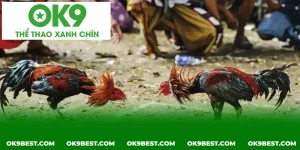 nhip do cac tran dau luon dien ra trong trang thai gay can cam go
