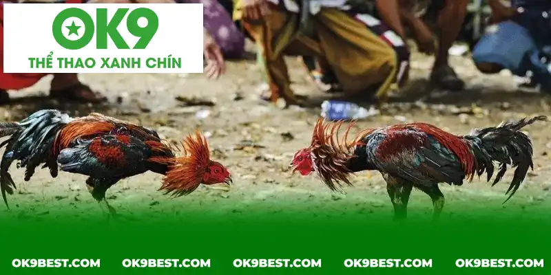 Nhịp độ các trận đấu luôn diễn ra trong trạng thái gay cấn, cam go Nhịp độ các trận đấu luôn diễn ra trong trạng thái gay cấn, cam go